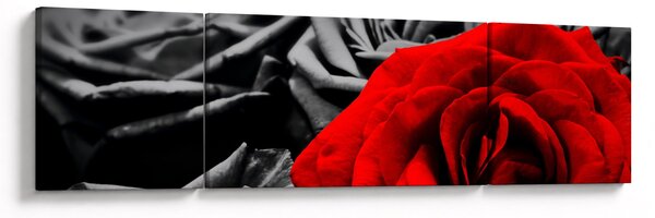Obraz - Kwiaty róży (170x50 cm)