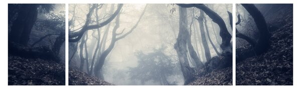 Obraz- Las we mgle (170x50 cm)