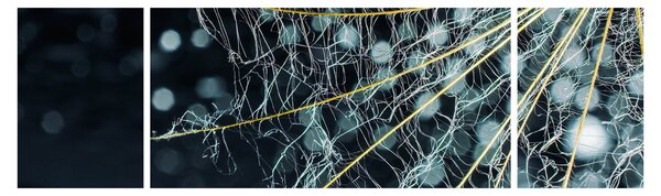 Obraz - Kwiat z pajęczyną (170x50 cm)
