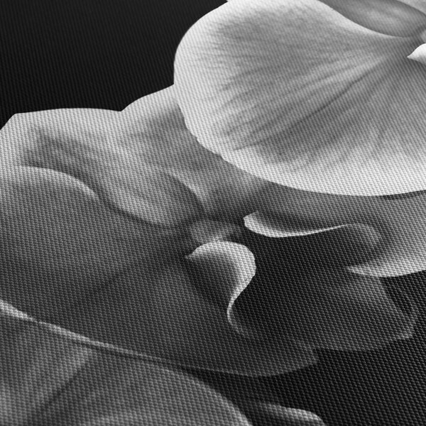 Obraz kwiatu orchidei (170x50 cm)