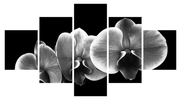 Obraz kwiatu orchidei (125x70 cm)