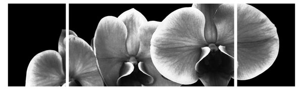 Obraz kwiatu orchidei (170x50 cm)