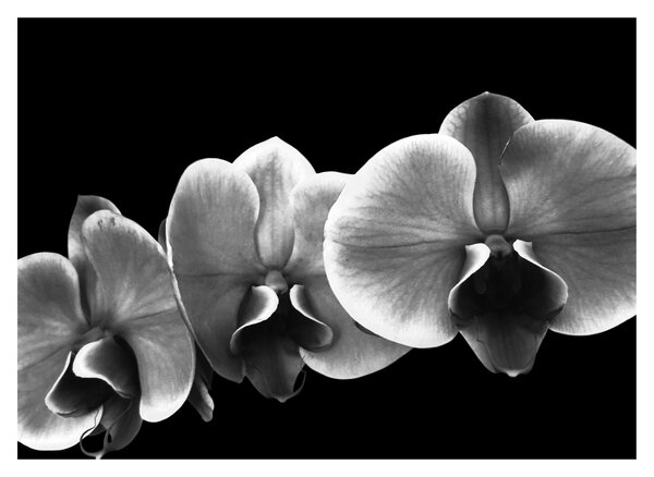 Obraz kwiatu orchidei (70x50 cm)