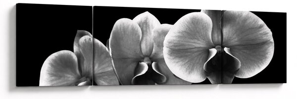 Obraz kwiatu orchidei (170x50 cm)