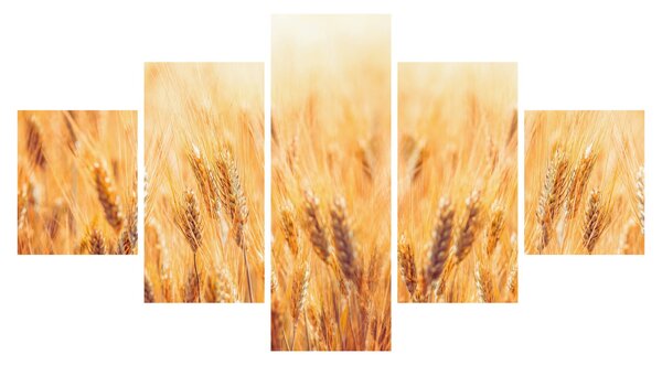 Obraz - pole z ziarnami (125x70 cm)
