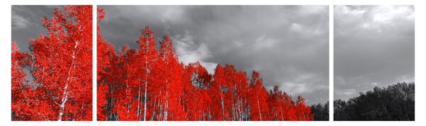 Obraz - Drzewa w kolorze jesieni (170x50 cm)