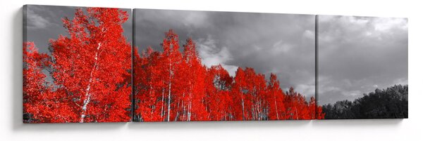 Obraz - Drzewa w kolorze jesieni (170x50 cm)
