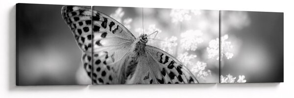 Obraz - Szczegół motyla zapylającego kwiat (170x50 cm)