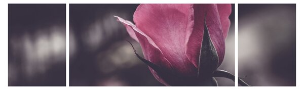 Obraz - Detal kwiatu róży (170x50 cm)