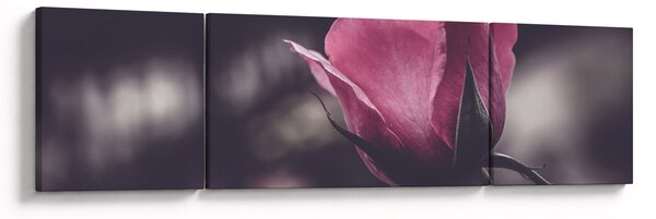 Obraz - Detal kwiatu róży (170x50 cm)