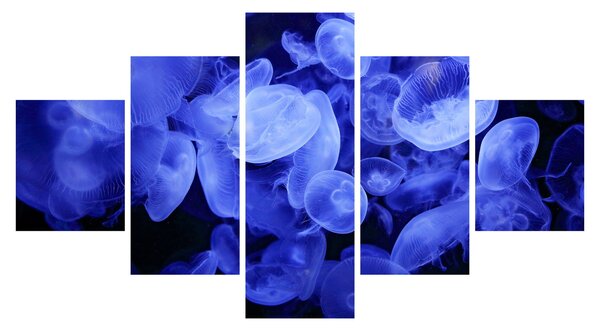 Obraz - Meduzy (125x70 cm)