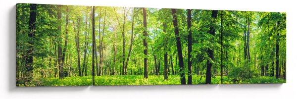 Obraz - Wiosenny las liściasty (170x50 cm)