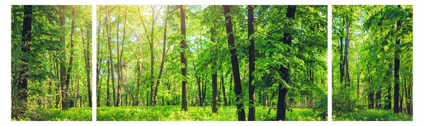 Obraz - Wiosenny las liściasty (170x50 cm)