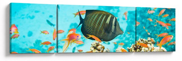 Obraz podwodnego świata (170x50 cm)