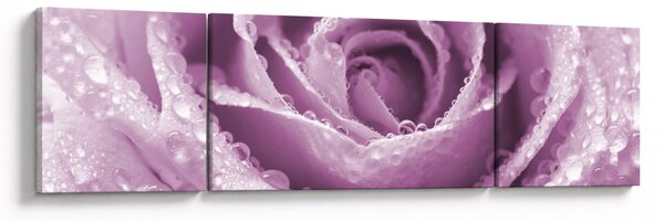 Obraz szczegółu kwiatu róży (170x50 cm)