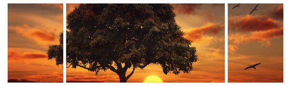 Obraz drzewa o zachodzie słońca (170x50 cm)
