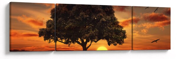 Obraz drzewa o zachodzie słońca (170x50 cm)