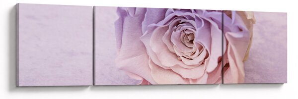 Obraz szczegółu kwiatu róży (170x50 cm)