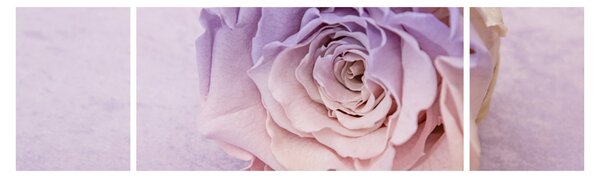 Obraz szczegółu kwiatu róży (170x50 cm)