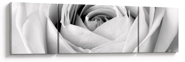 Obraz - Detal kwiatu róży (170x50 cm)