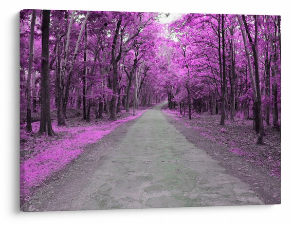 Obraz - Ścieżka przez park (70x50 cm)