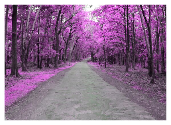 Obraz - Ścieżka przez park (70x50 cm)
