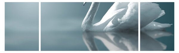 Obraz - Biały łabędź (170x50 cm)