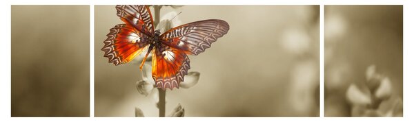Obraz motyla (170x50 cm)