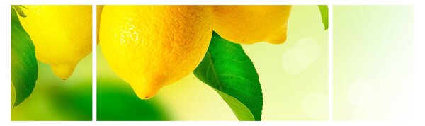 Obraz cytryn (170x50 cm)