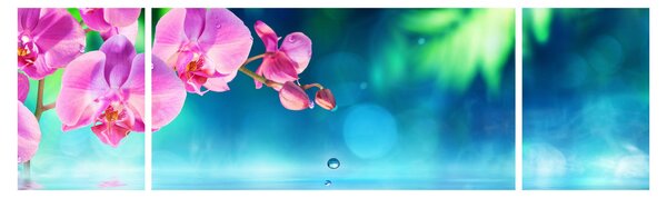 Obraz - Orchidea (170x50 cm)