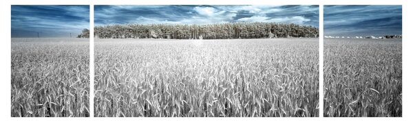 Obraz pola (170x50 cm)