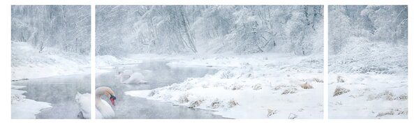 Obraz łabędzi (170x50 cm)