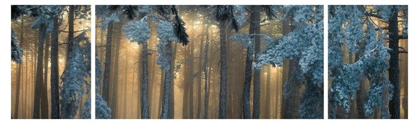 Obraz zaśnieżonego lasu (170x50 cm)