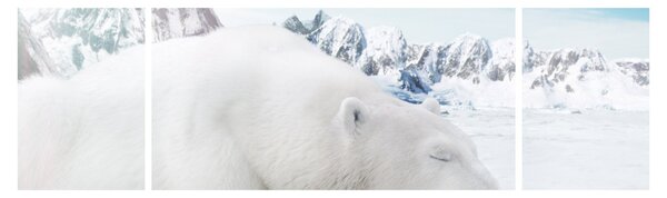 Obraz - Niedźwiedź polarny (170x50 cm)