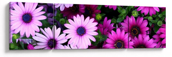 Obraz - Kwiaty (170x50 cm)