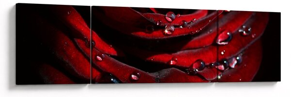 Obraz - Detal róży (170x50 cm)