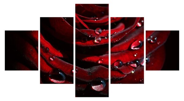 Obraz - Detal róży (125x70 cm)