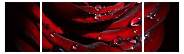 Obraz - Detal róży (170x50 cm)