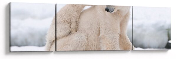 Obraz - Niedźwiedzie polarne (170x50 cm)