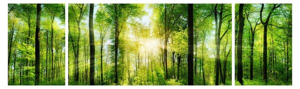 Obraz - Świt w lesie (170x50 cm)