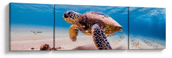 Obraz żółwia w oceanie (170x50 cm)