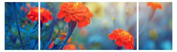 Obraz - Pomarańczowe kwiaty (170x50 cm)