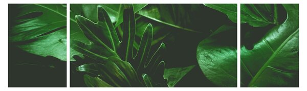 Obraz - Liście palmowe (170x50 cm)