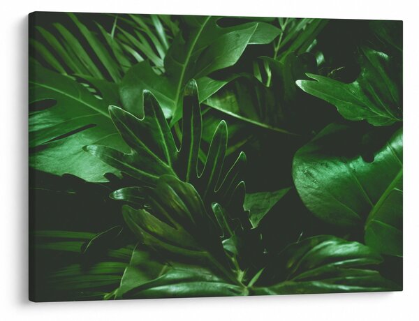 Obraz - Liście palmowe (70x50 cm)