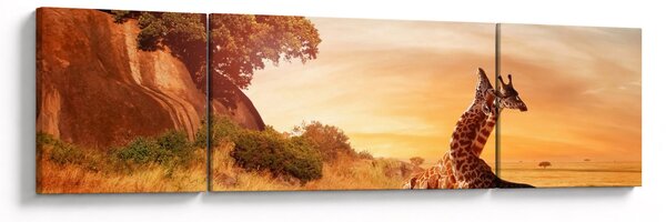 Obraz - Żyrafy w Afryce (170x50 cm)