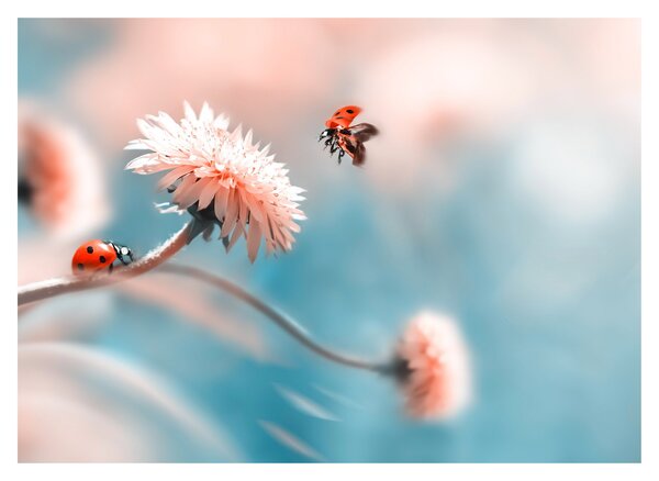 Obraz - Biedronka na kwiatku (70x50 cm)