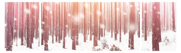 Obraz - Zebra w śnieżnym lesie (170x50 cm)