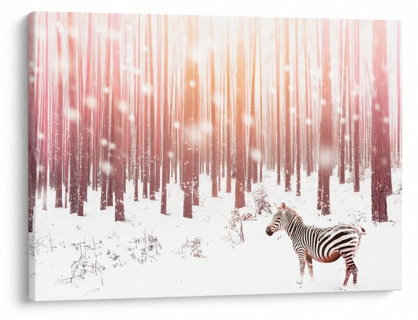 Obraz - Zebra w śnieżnym lesie (70x50 cm)