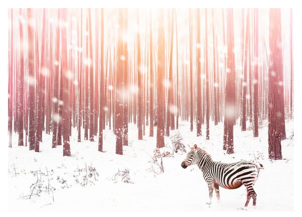 Obraz - Zebra w śnieżnym lesie (70x50 cm)