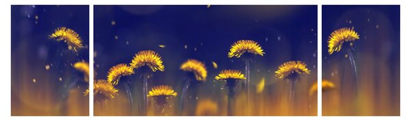 Obraz - Dmuchawce (170x50 cm)